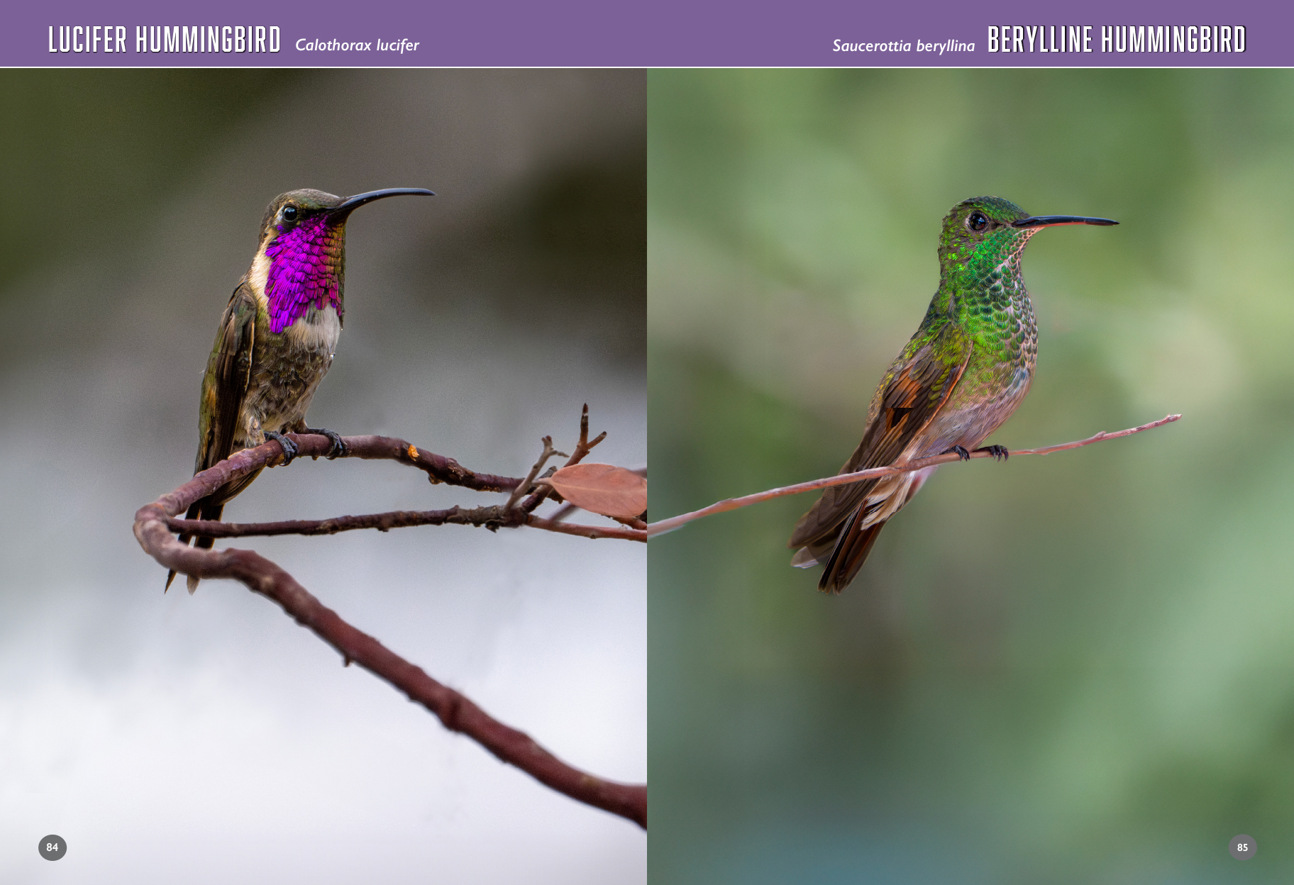 arizona birds book hummingbirds 100 101