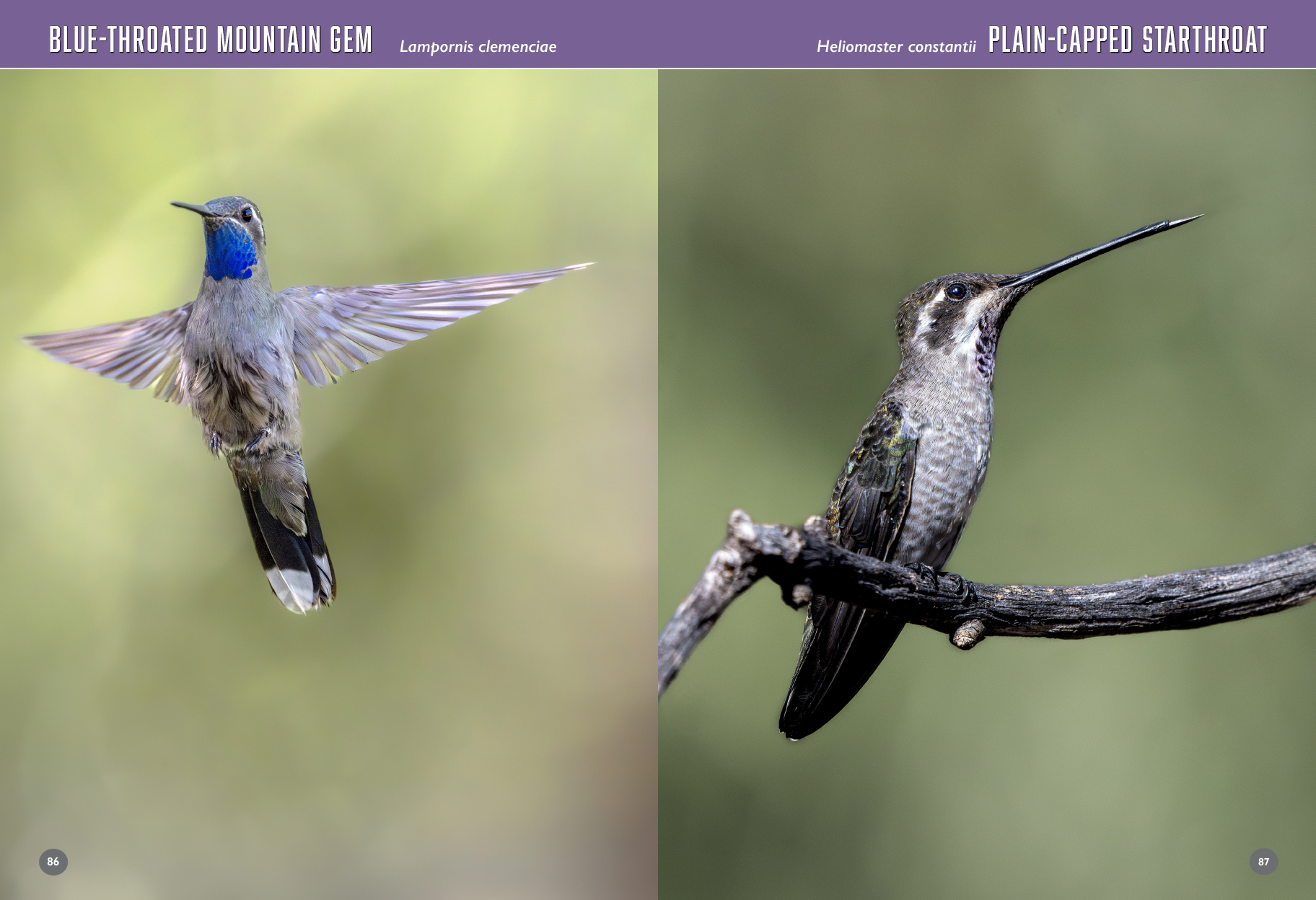 arizona birds book hummingbirds 102 103