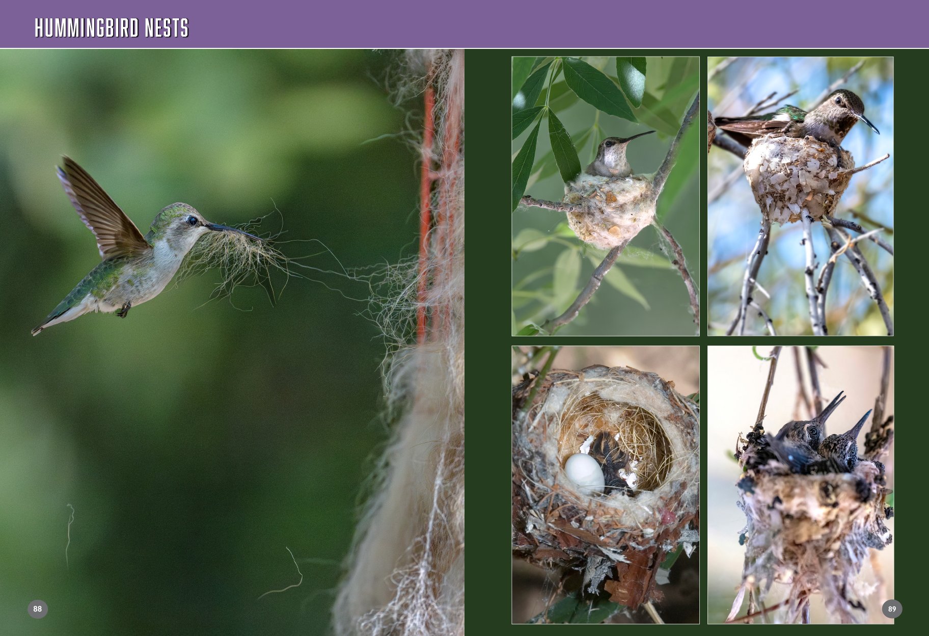 arizona birds book hummingbirds 104 105
