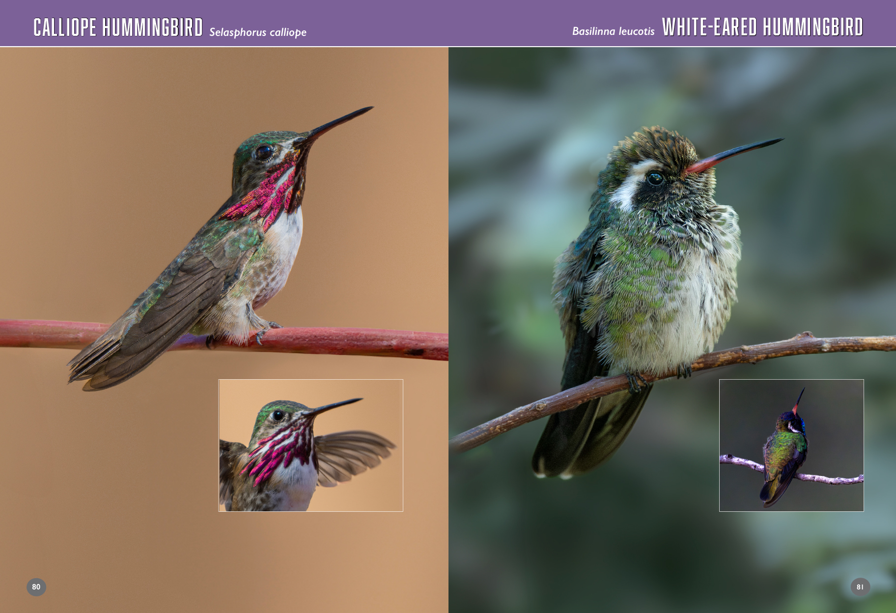 arizona birds book hummingbirds 80 81