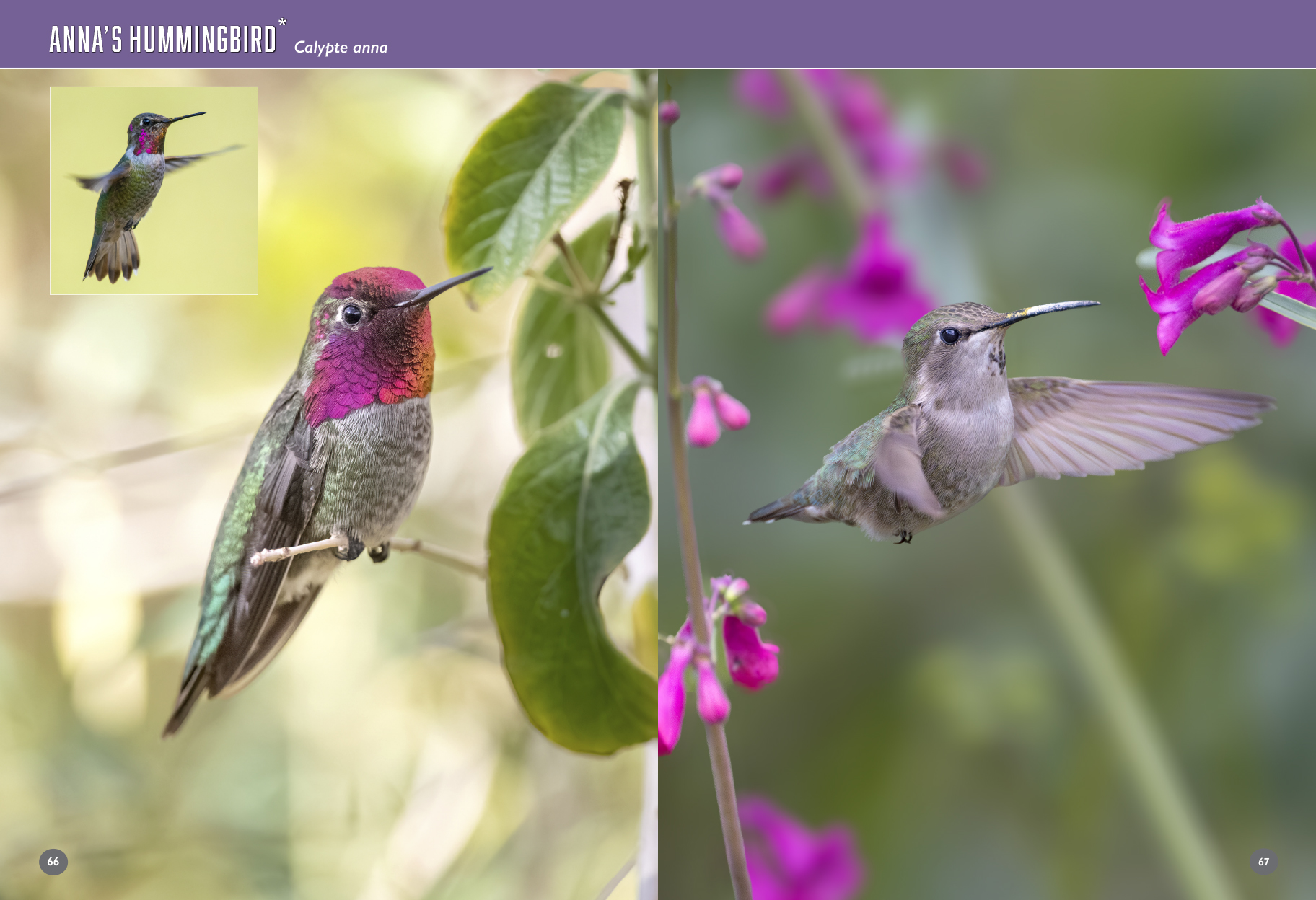 arizona birds book ducks sample 2