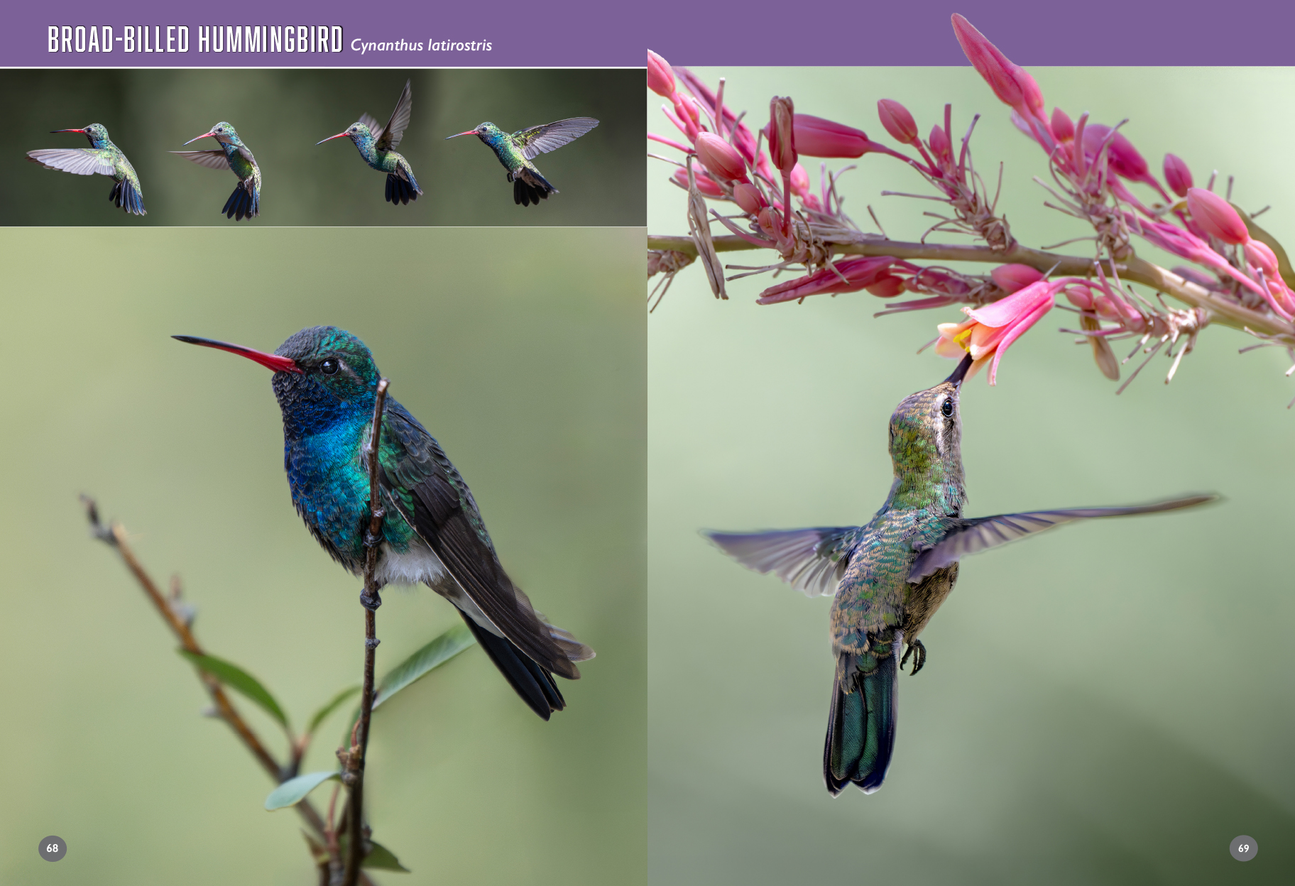 arizona birds book hummingbirds 84 85