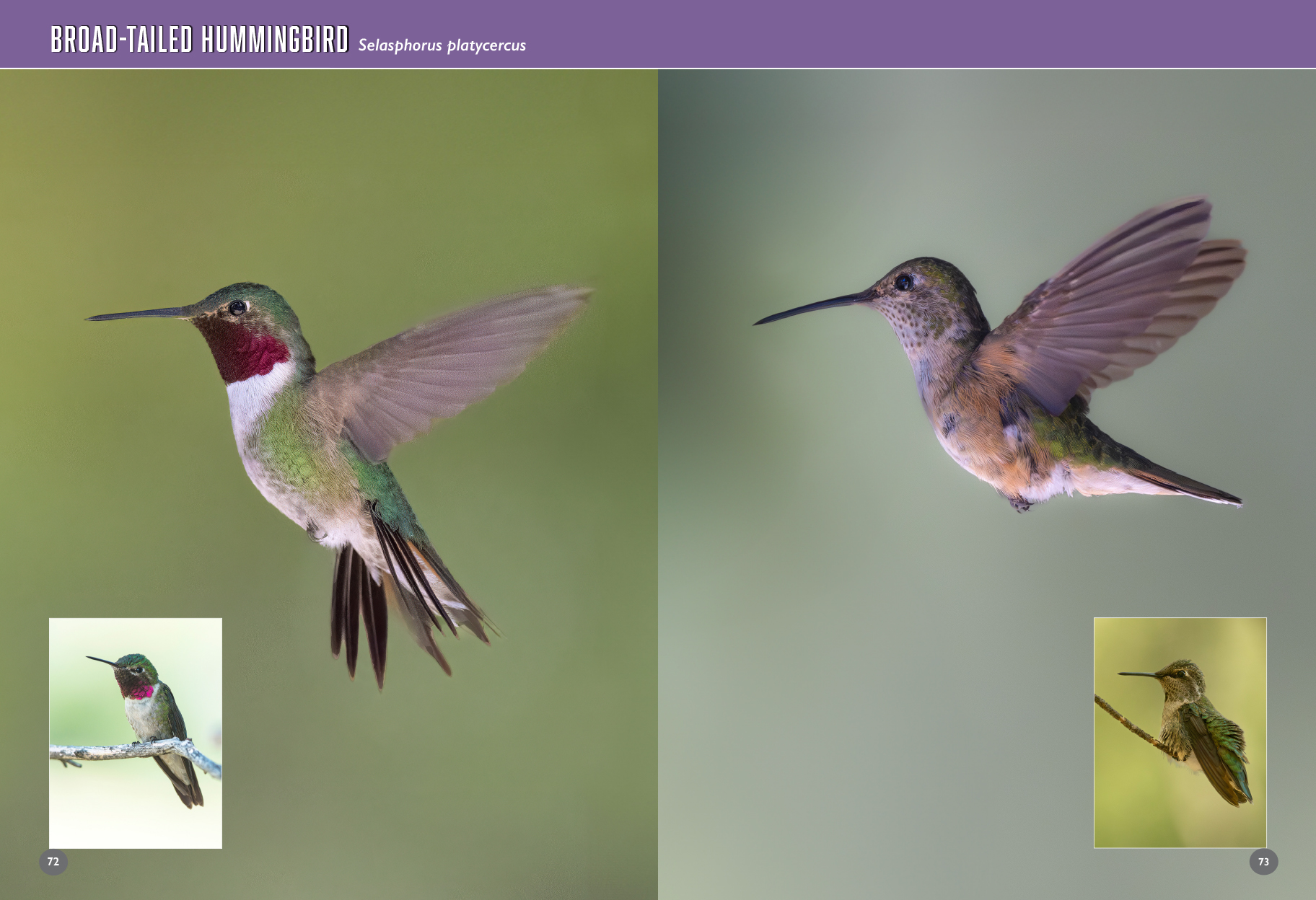 arizona birds book hummingbirds 88 89