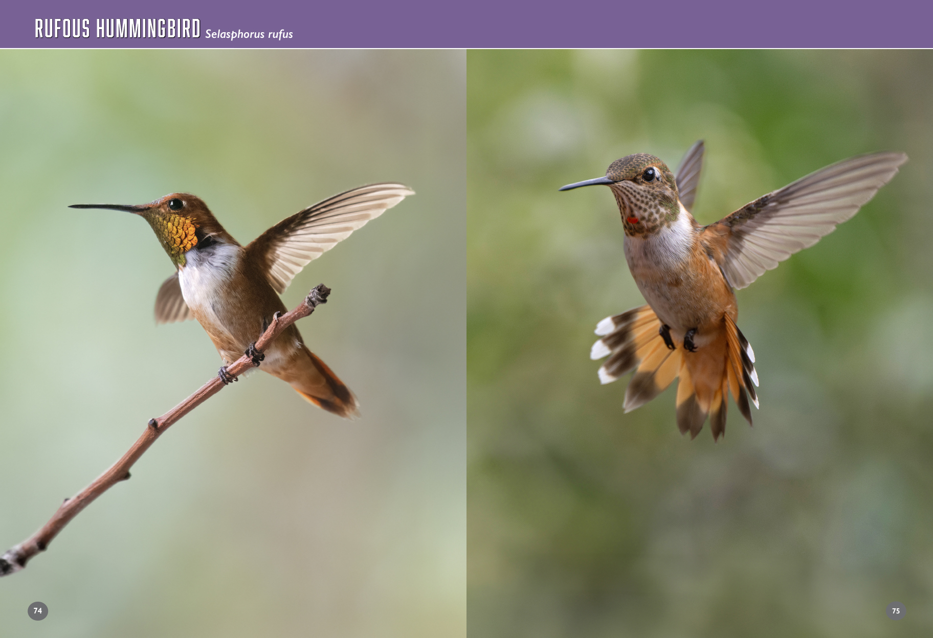 arizona birds book hummingbirds 90 91