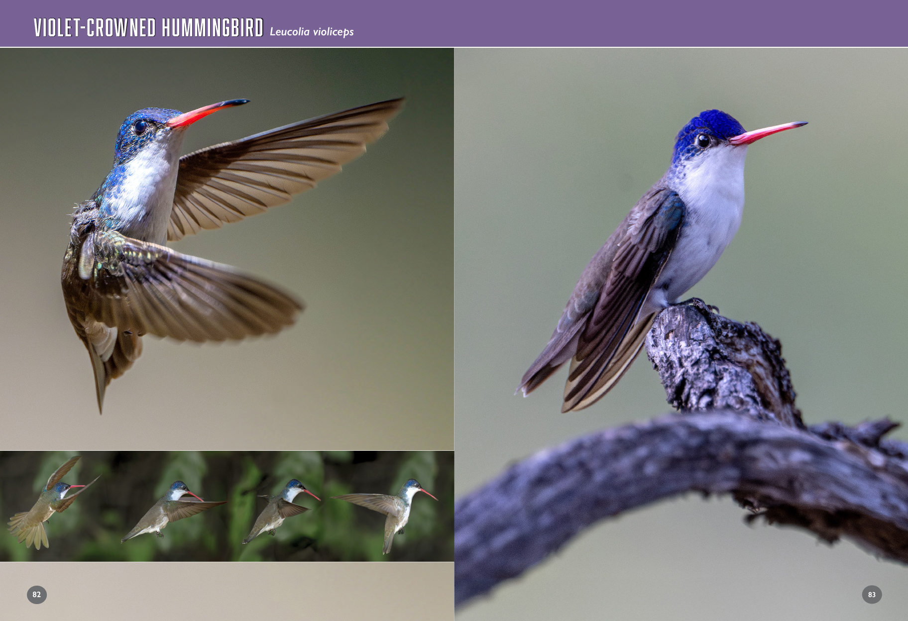arizona birds book hummingbirds 98 99
